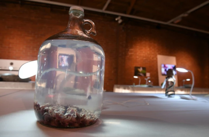 Du "vin de souriceaux" chinois est proposé aux visiteurs du Musée de la nourriture dégoûtante qui a ouvert dimanche à Los Angeles