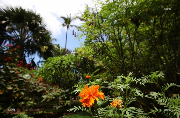 jardin d'Eden 