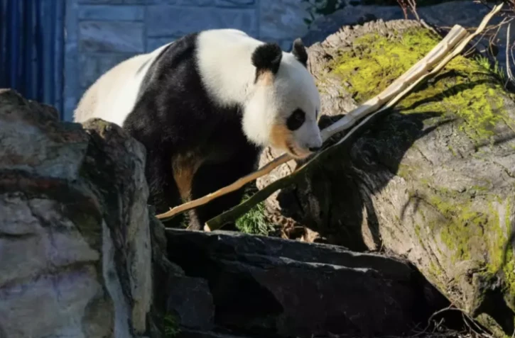 La Chine va prêter à l'Australie de nouveaux pandas géants, symboles des amitiés diplomatiques de Pékin, pour remplacer le couple d'ursidés dont le contrat de prêt arrive à échéance, a annoncé dimanche le Premier ministre chinois.