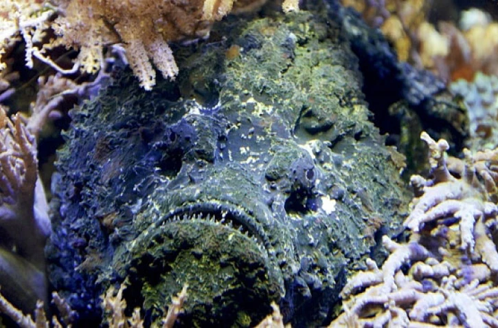 Sur les bords de mer, attention aux poissons pierre !