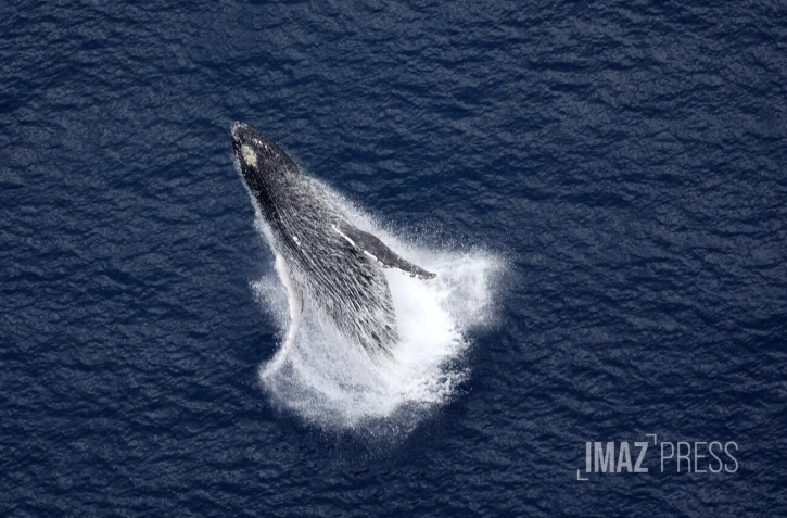 baleines septembre 2023