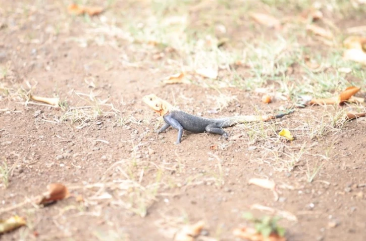 lézard hybride, agame du colon, agama agama