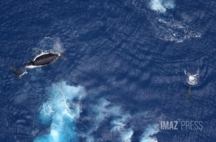baleines septembre 2023
