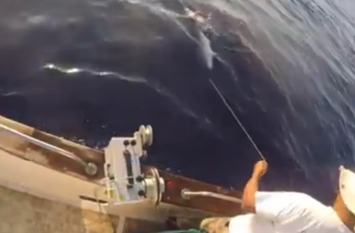 Une carangue gros-tête relâchée