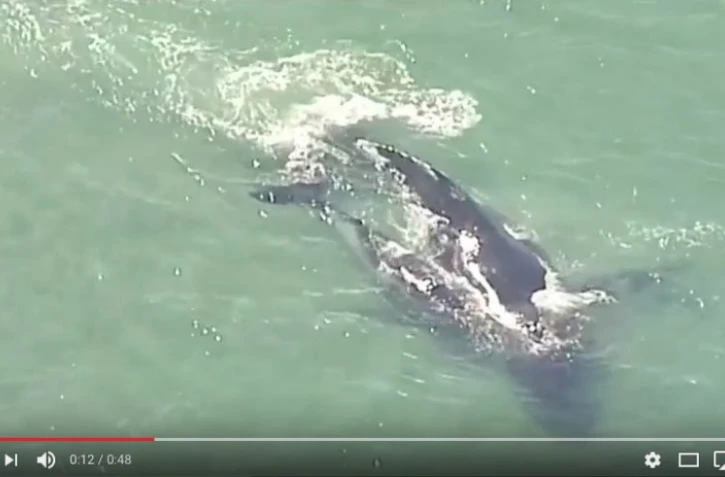 baleine