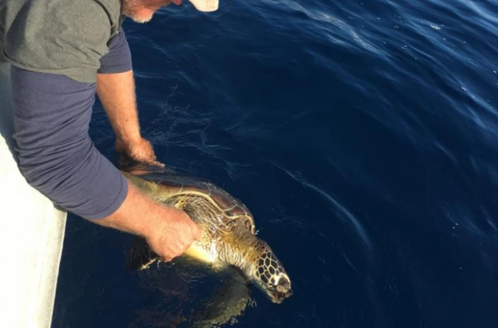 Saint-Pierre - Une nouvelle tortue retrouvée morte (Photos : DR)
