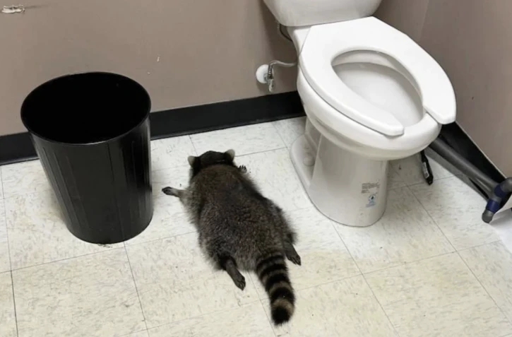 Un raton laveur a été découvert ivre dans les toilettes d’un magasin d’alcool qu’il venait de saccager en Virginie. - Samantha Martin/Hanover County Protection via AP