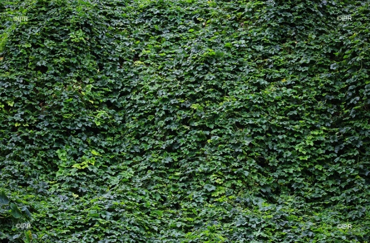 illustrations photos 