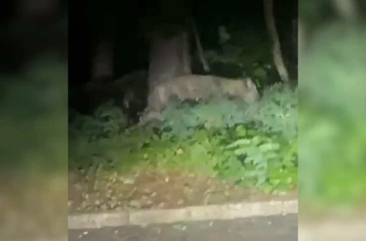 Une lionne en liberté à Berlin