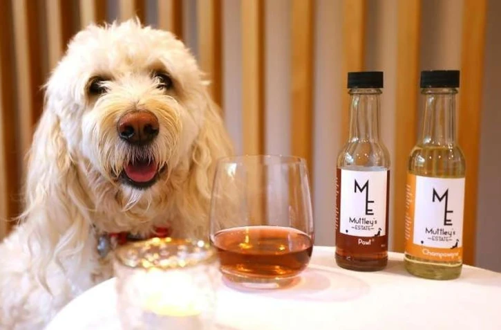 Un chien nommé "Mo" se tient à côté d'échantillons de vin pour animaux de compagnie, à Wellington, le 13 octobre 2025