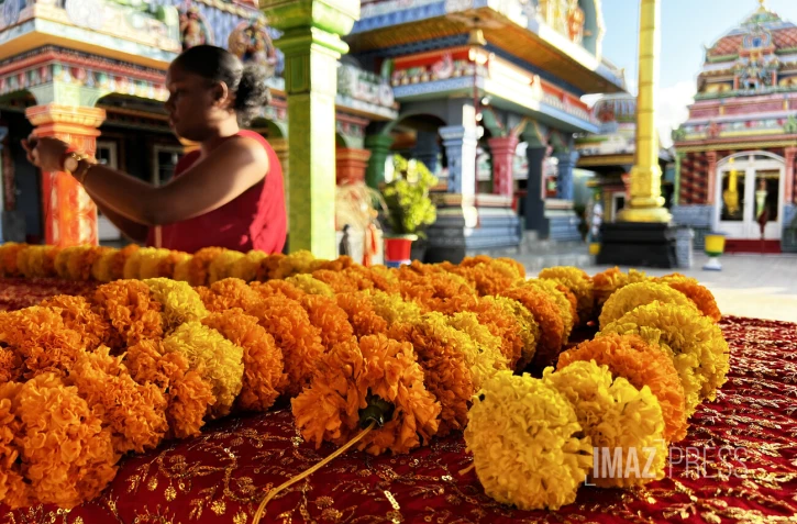 colliers d'oeillet d'inde ou rose d'inde pour cérémonie tamoule