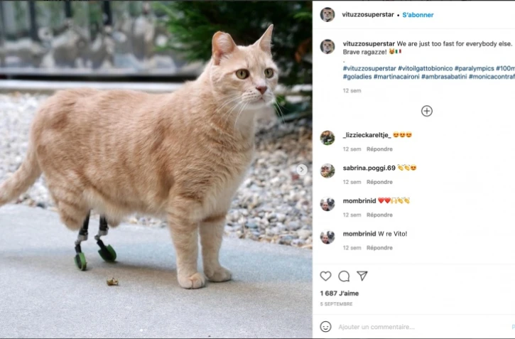 Un chat bionique devient une star des réseaux sociaux 