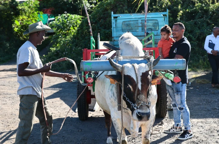 Baptême des couteaux à Saint-Pierre avant la campagne sucrière dans le sud