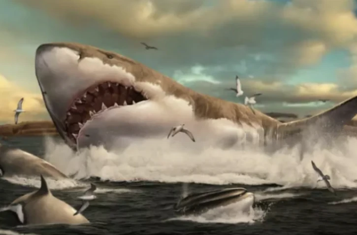 Un des plus grands carnassiers marins a disparu au profit du grand requin blanc