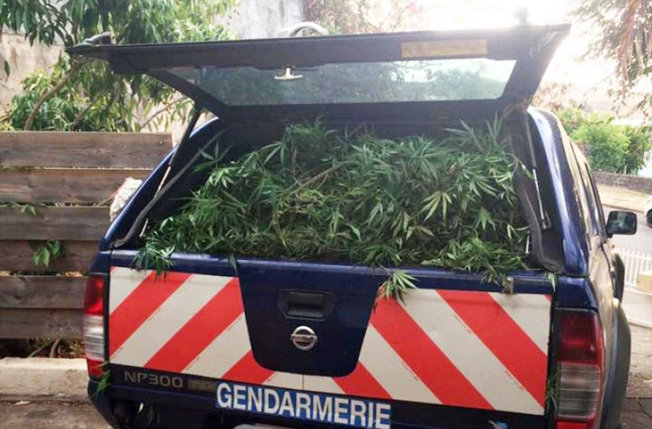  200 pieds de zamal saisis par la gendarmerie à Saint-Paul 