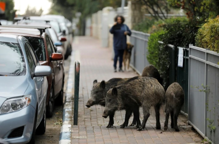 Des sangliers barrent la roue à un passant et son chien à Haïfa, dans le nord d'Israël, le 5 décembre 2019