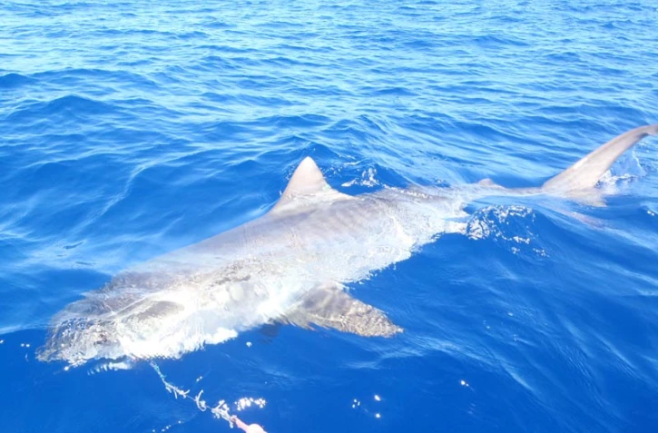 Requins