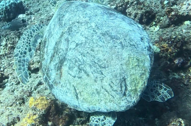 La tortue Hiruma repérée blessée, un trou en bas de carapace