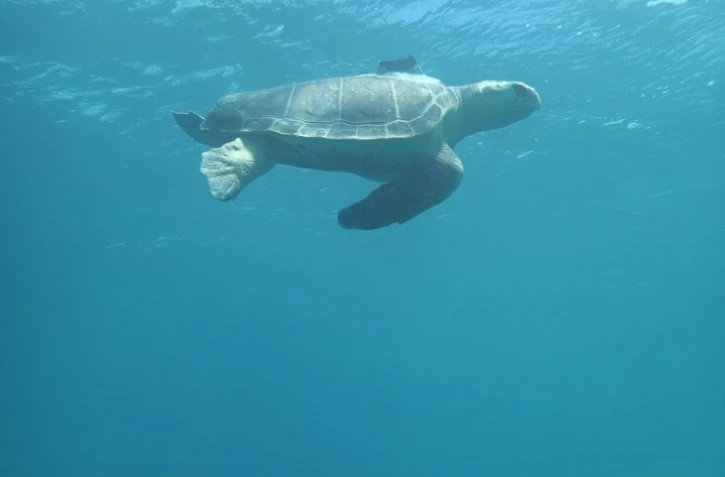 La tortue Tom entame sa longue migration