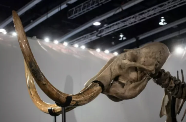 Des scientifiques dévoilent à Amsterdam une boulette géante de viande cultivée en laboratoire d'un mammouth laineux, une espèce éteinte ( AFP / Philip FONG )