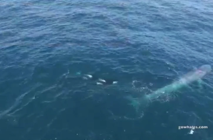 En Californie, des orques attaquent une baleine bleue