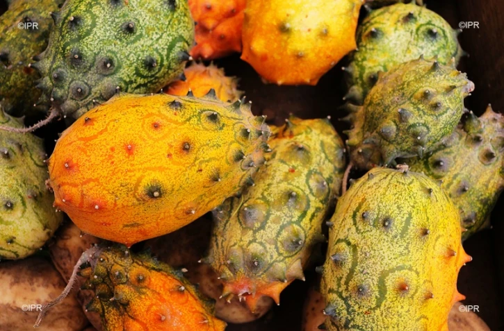 reportage légumes et fruits 