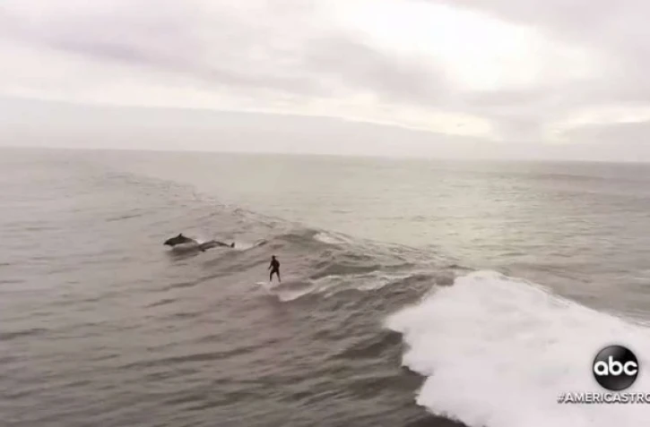 Surfeur avec dauphins