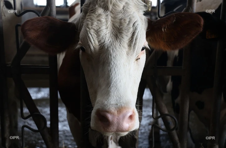 vaches 