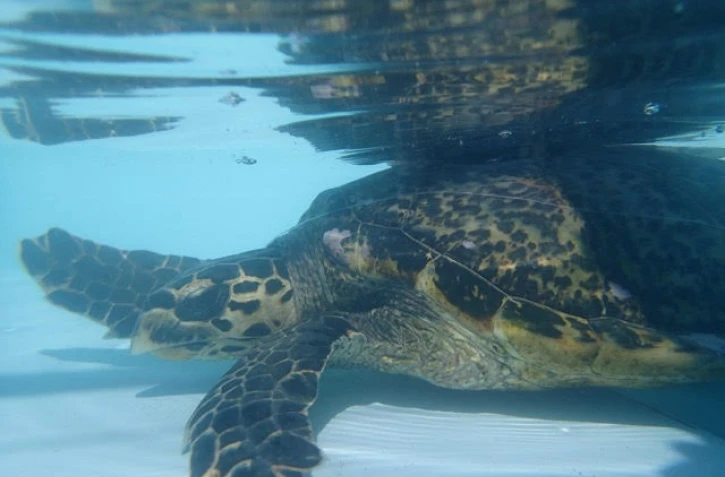 Une tortue imbriquée est recherchée par Kelonia, avec un filet et un hameçon dans la bouche