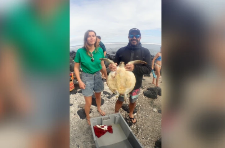 juliette la tortue verte relâchée