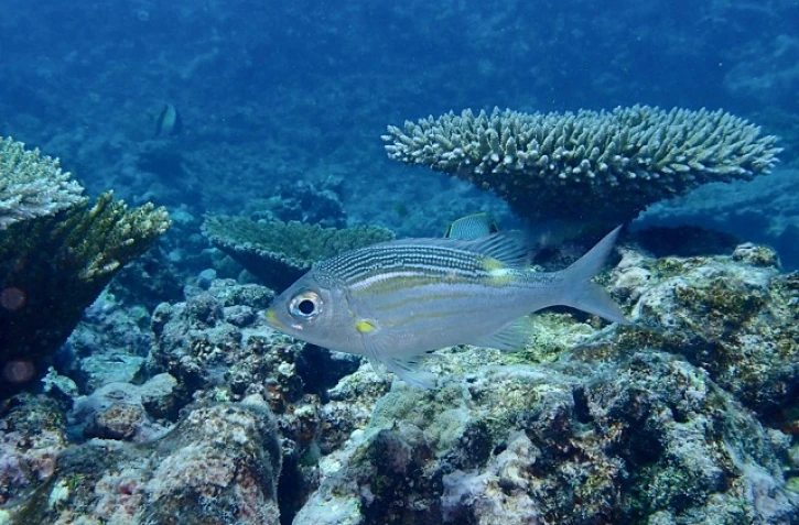 Des scientifiques étudient les récifs coralliens des I'Îles Eparses