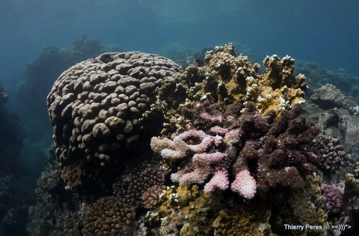 Les Lataniers la Possession 