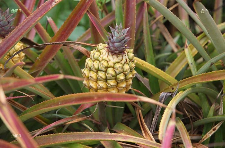 Ananas