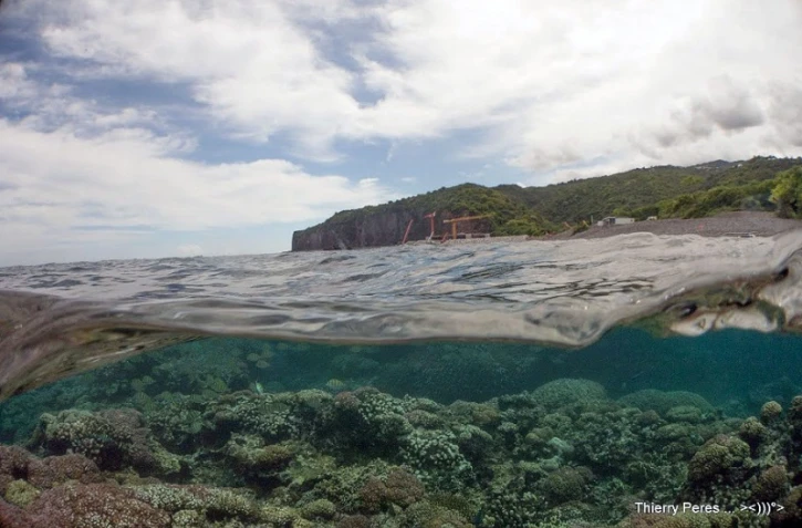 Les Lataniers la Possession 