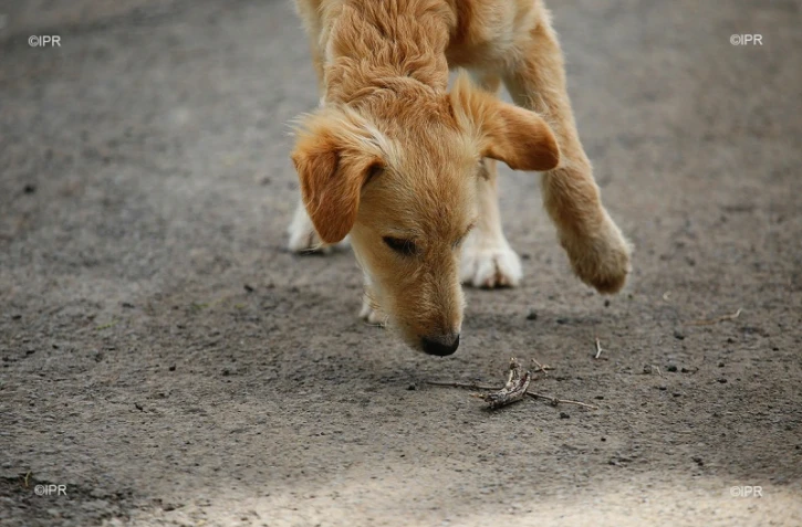 chiens 
