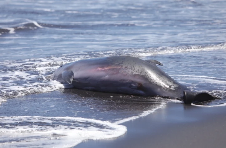 Sainte-Marie : un cachalot nain de deux mètres échoué sur la plage