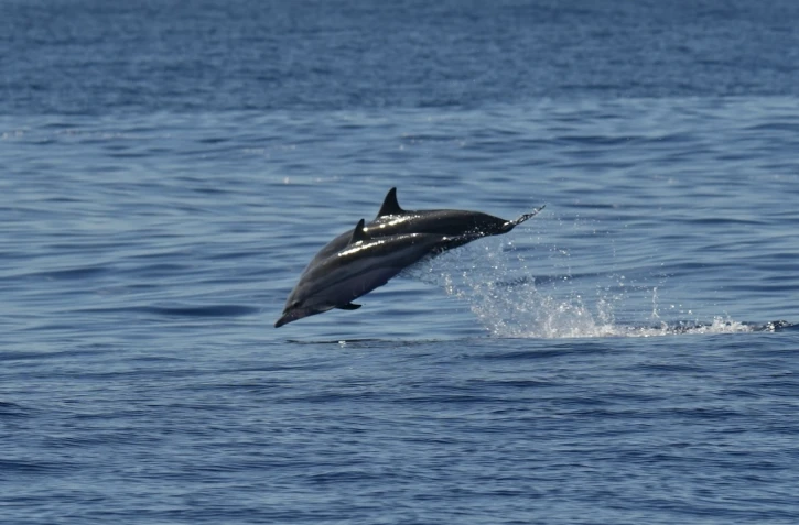 Des dauphins bleus et des cachalots nains observés vers la NRL 