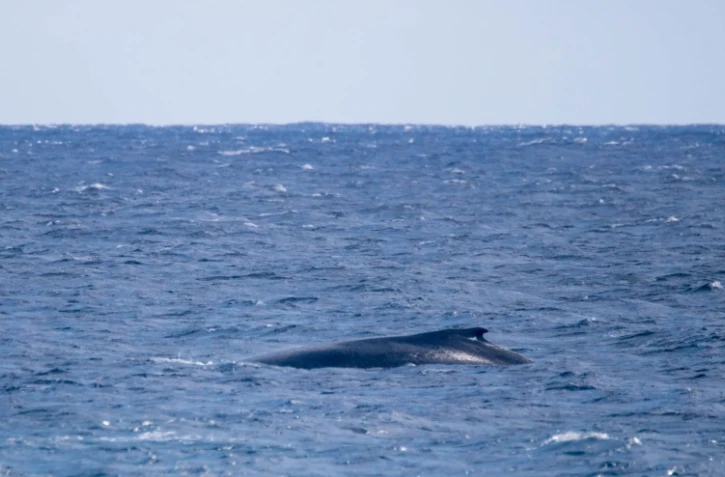 Une baleine et son petit observés au large de Saint-Leu