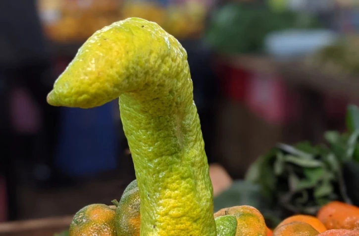 Saint-Joseph : un drôle de citron sur le marché forain