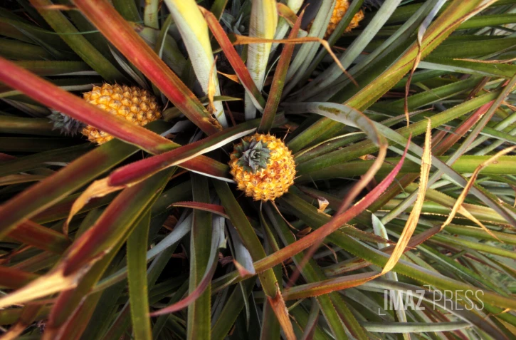 Ananas 