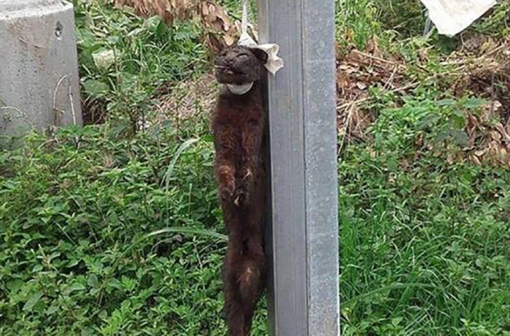 Chat pendu Saint-Louis 