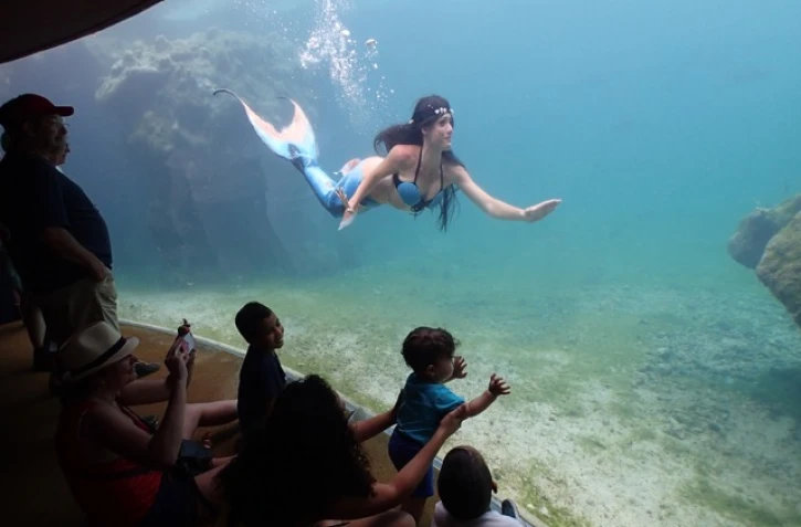 Spectacle vivant Kelonia