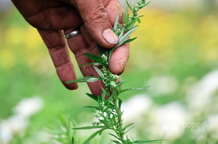 tisaneur alexis thiburce