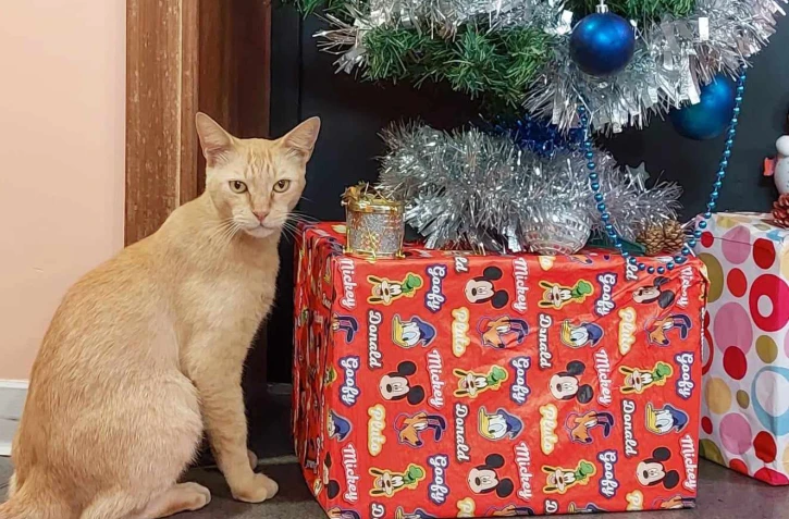 Mozart, le chat du conservatoire