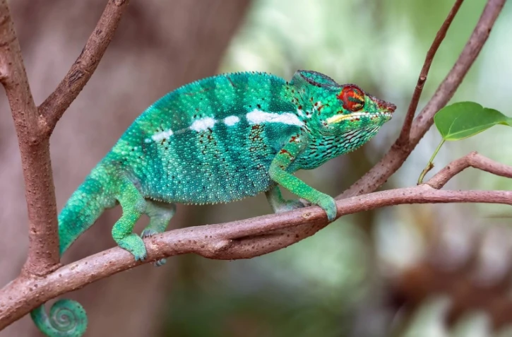 Isabelle Preud'homme photographe animalière