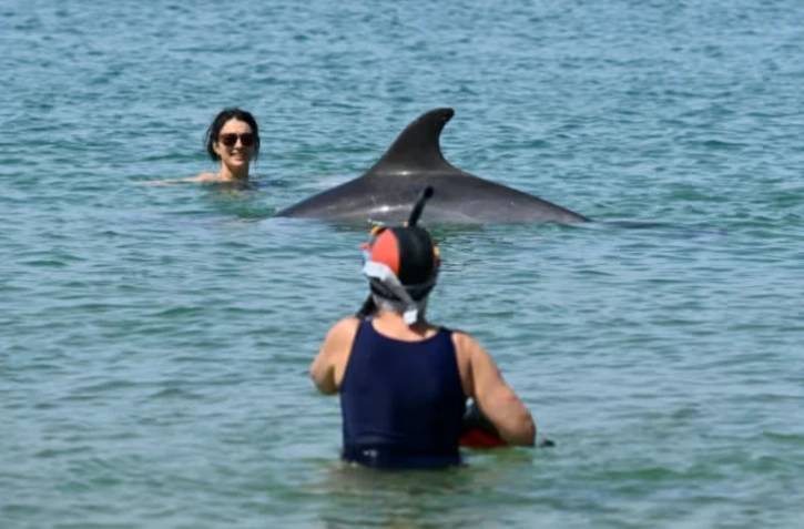 Une dauphine nage à proximité de baigneuses dans la baie de Saint-Jean-de-Luz, dans les Pyrénées-Atlantiques, le 24 avril 2026 ( AFP / Gaizka IROZ )