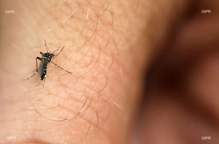 Dengue