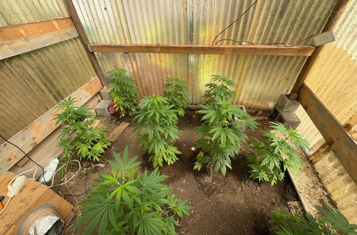 Saisie cannabis