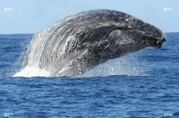 Baleines