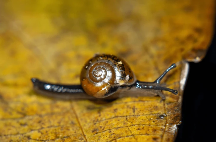 L'escargot sauteur, l'espèce invasive qui menace vanille et orchidées